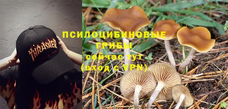 цена наркотик  Абаза  Псилоцибиновые грибы Magic Shrooms 